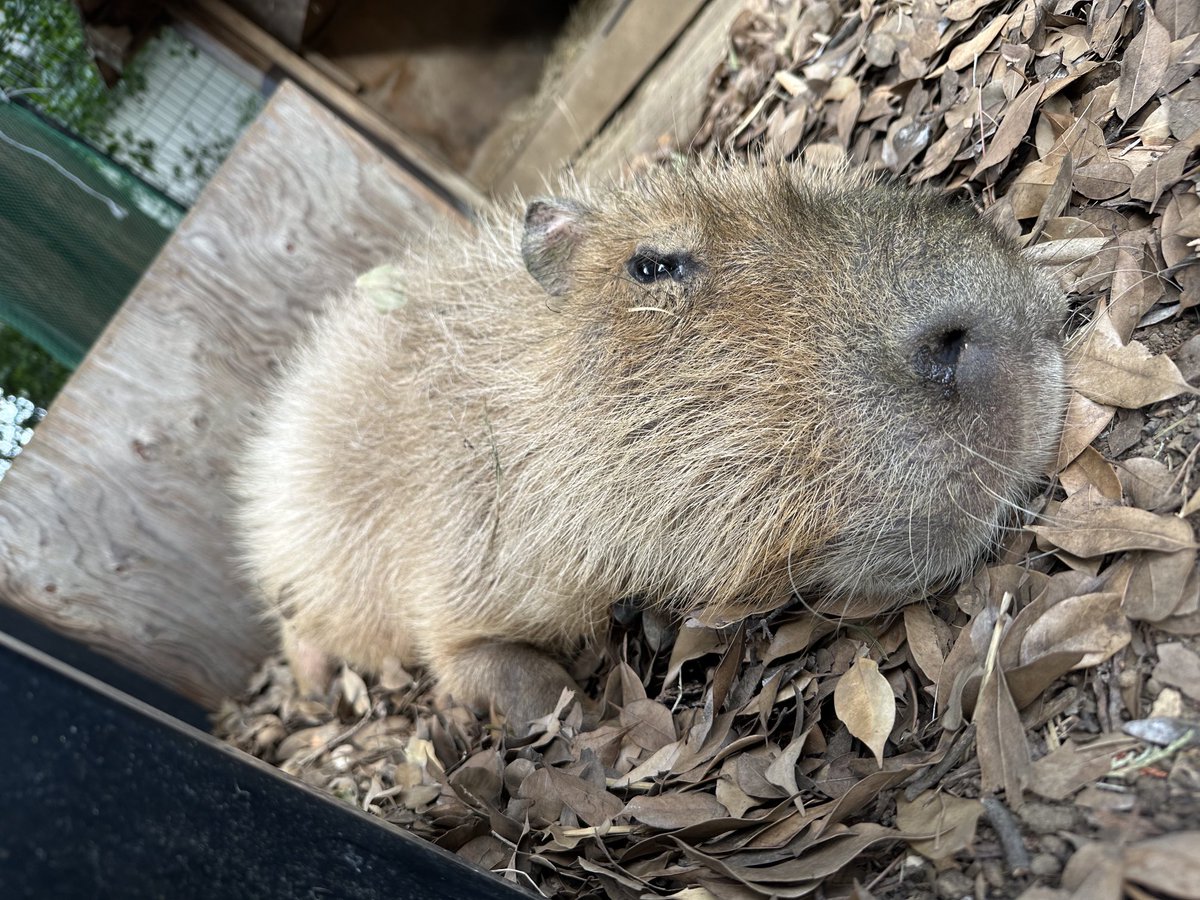 aozoranosita328's tweet image. とろけるピース😌

#大宮公園小動物園
#カピバラ
#ピース
#大宮公園小動物園の存続を求めます