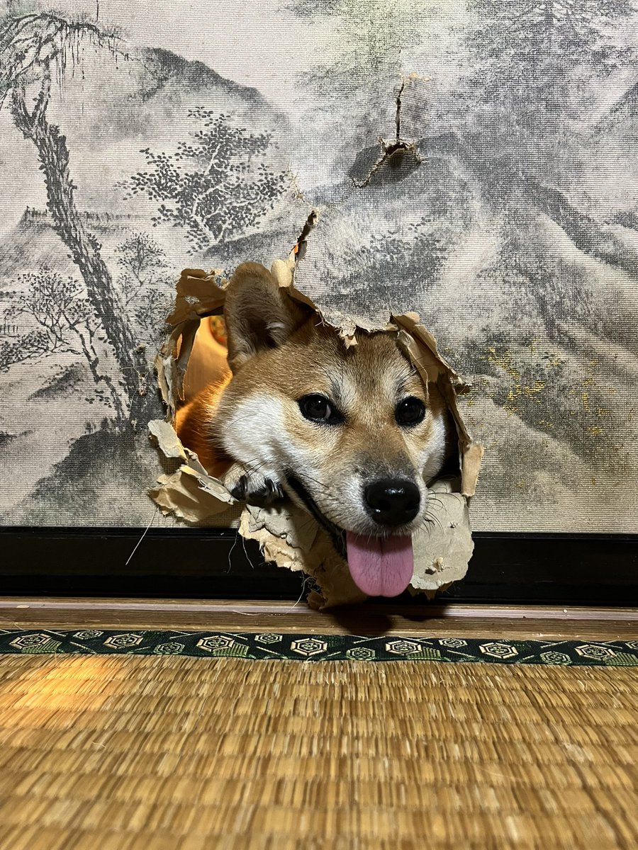 samuraydrums's tweet photo. 古襖入れて間もなく犬の穴
#俳句　#柴犬 https://t.co/EqzmkJdint