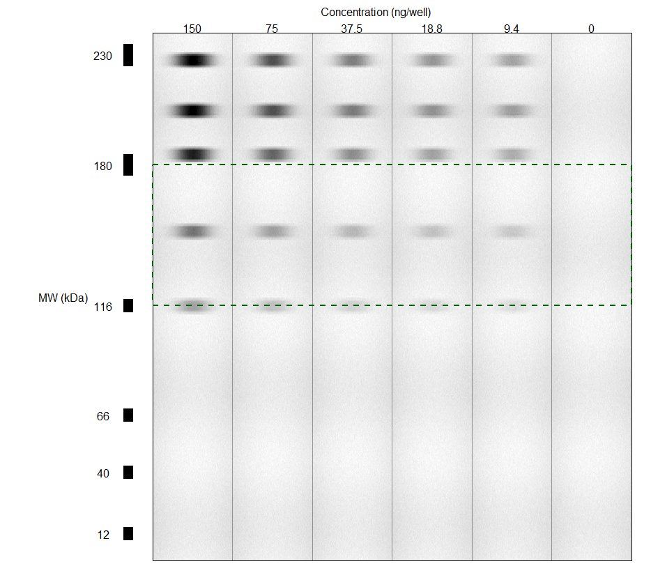 Jikkyleaks's tweet image. The reason that scientific journals don't allow automated western blots in papers is that you can recreate them in software. 

Here's a quick mock up of the type of thing that can be produced in R. 

The #pubpeergate mob said it was fine.  
@SciGuardians @JesslovesMJK 
#Blotgate