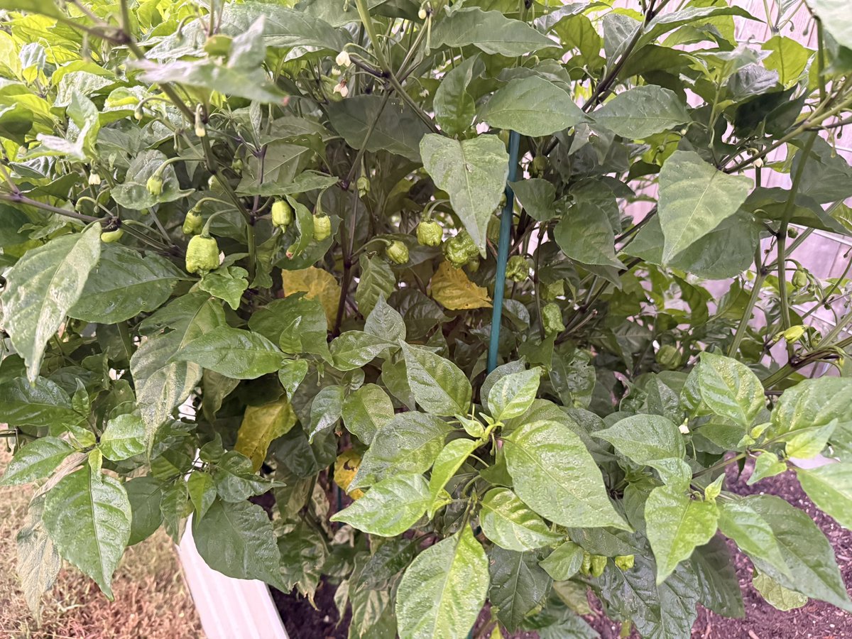 MGraceHomestead's tweet photo. My Carolina Reapers are finally taking off. Hoping they ripen before it gets cold! They are loaded! https://t.co/hfOKSTlhx3
