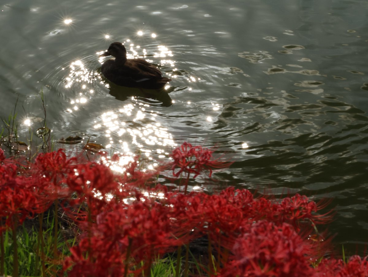 chibimaphoto's tweet photo. 栃木県小山市羽川
#大沼親水公園
#大沼溜

彼岸花の季節に初めて行きました✨
約1.4㌔の大沼ため池の外周に
彼岸花が咲いてました❤️
綺麗に並んで咲いているから
植えるのも大変そう😅

ため池に🦆泳いでいたから
キラキラ☀︎と🦆さん🤣

2025年9月27日📸 https://t.co/m22784Jfez