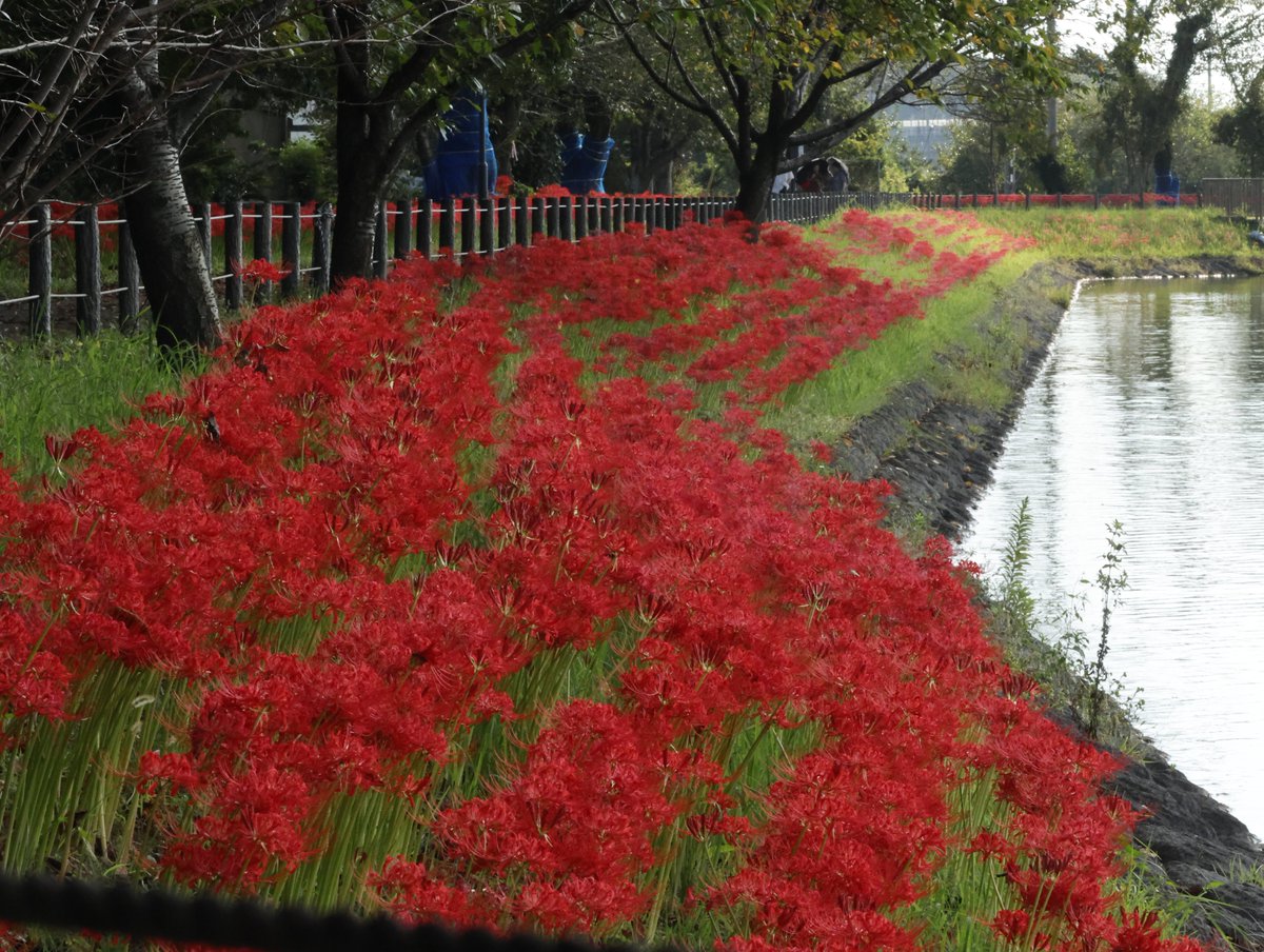 chibimaphoto's tweet photo. 栃木県小山市羽川
#大沼親水公園
#大沼溜

彼岸花の季節に初めて行きました✨
約1.4㌔の大沼ため池の外周に
彼岸花が咲いてました❤️
綺麗に並んで咲いているから
植えるのも大変そう😅

ため池に🦆泳いでいたから
キラキラ☀︎と🦆さん🤣

2025年9月27日📸 https://t.co/m22784Jfez