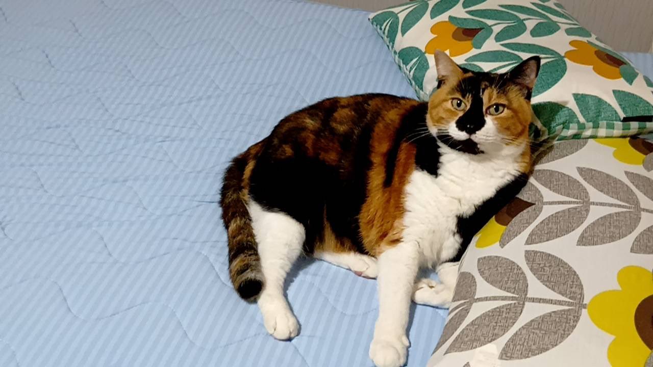 三毛猫はなこ (@hanako20180721) / X