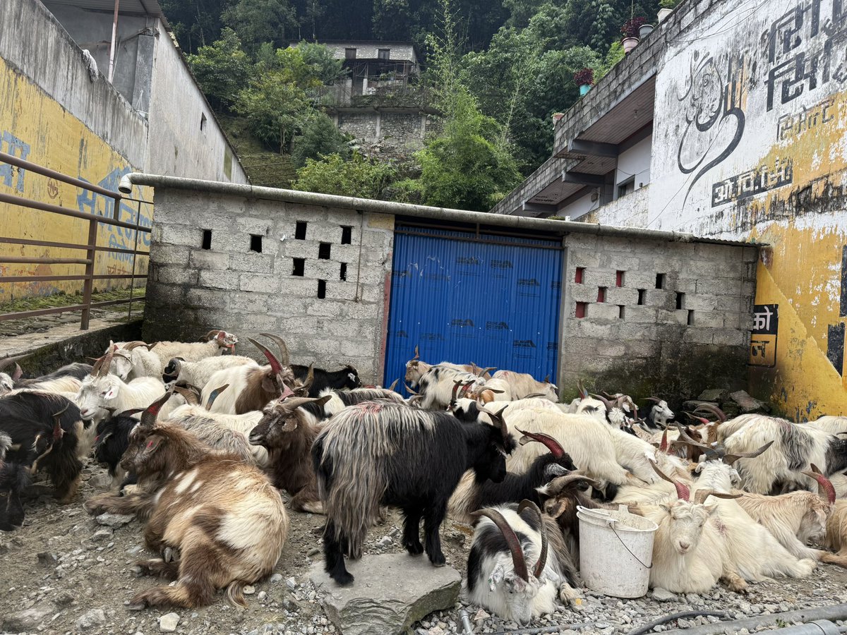 tirimiridai's tweet image. sano swarnim, victor daaju lagayat sabai pokhreli chipre ma samarpit