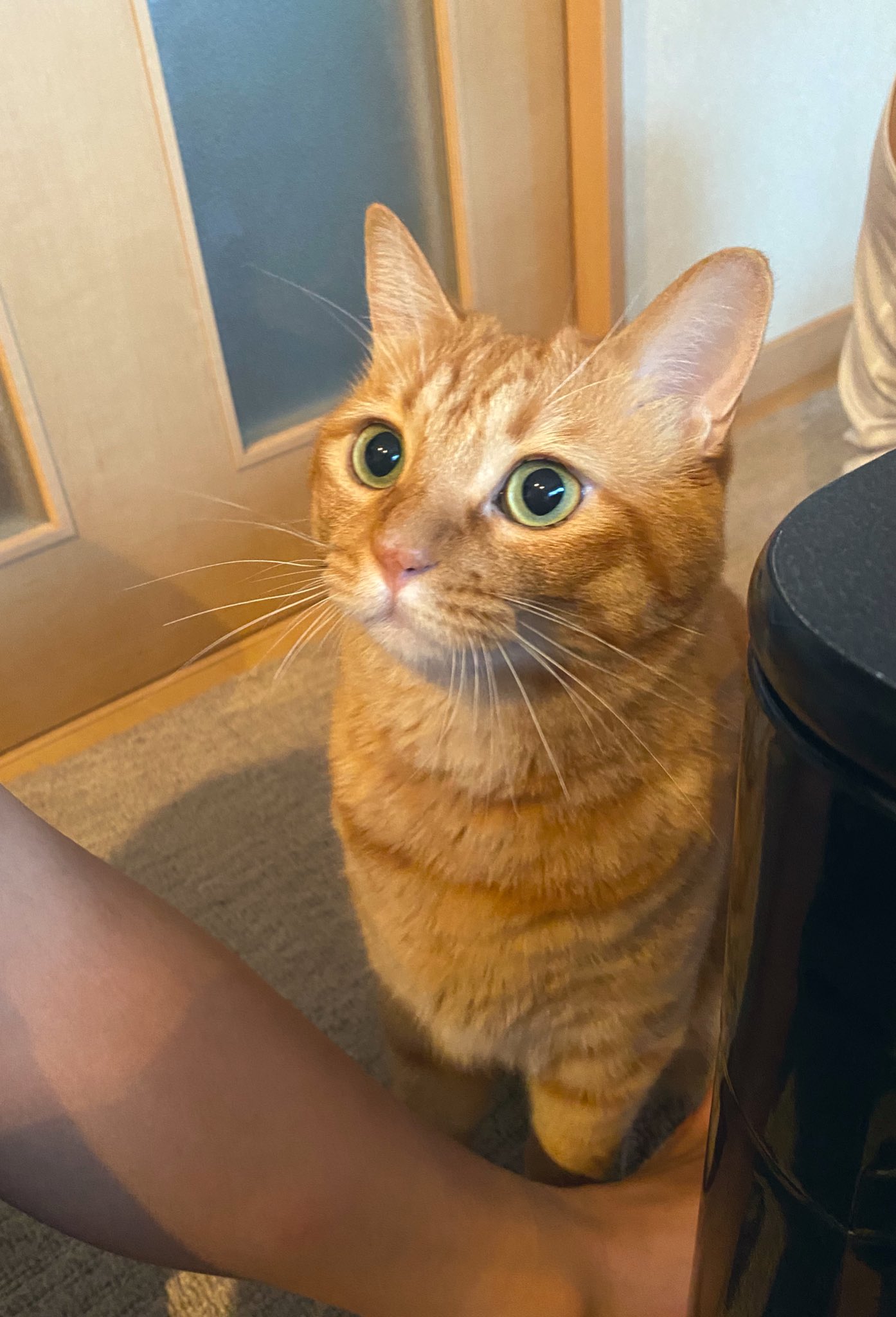 ワイヤークラフト♡猫ちゃんガーランド３匹＊茶トラさん鯖トラさんハチワレさん＊ ワイヤークラフト♡猫ちゃんガーランド3匹＊茶トラさん鯖トラ