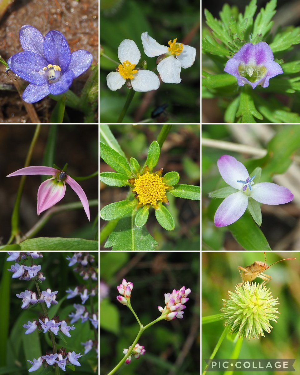 ゆきんこ❄︎ページ ゆきんこ (@xyukixnkox) / X