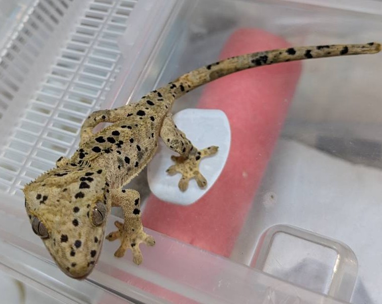 DaiDaiReptiles's tweet image. クレスも追加〜
国内CＢ。誕生日のわかる
スーパーダルメシアンやダルメシアン
もちろん♀もいます！
ノーマルやリリーカプチーノとか
20匹程追加〜近畿レプから
＃近畿レプ　＃近畿レプタイルズマーケット　＃クレステッドゲッコー