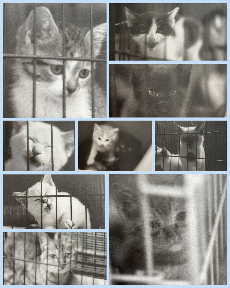 Rubylov65969168's tweet image. ＃どうぶつたちへのレクエイム
＃小さな命を守るために

子猫を4匹保健所に持ち込んだ主婦
「うちの猫が産んだんだけど飼えない
から 里親も探したけど見つからなく
て」

「この子達ガス室で処分されますよ
苦しみながら死んでいくんですよ」

「避妊手術するのも可哀想だしお金
もかかるし…
