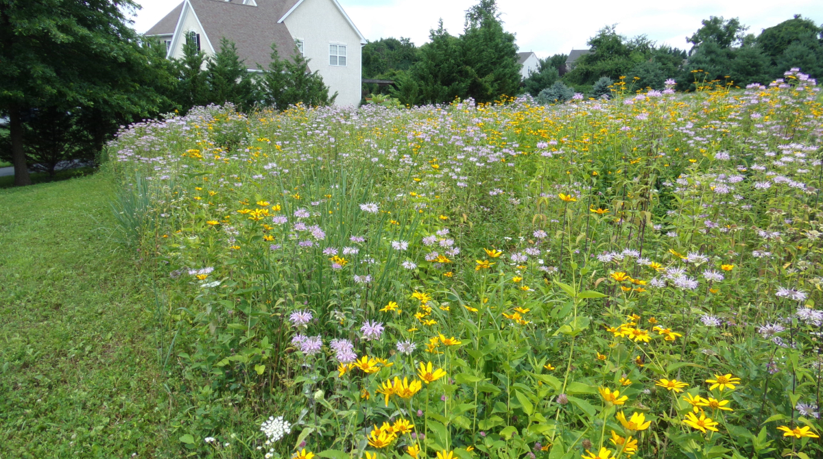 ErnstSeeds's tweet photo. Perennial #pollinators are long-lived #wildflowers that offer reliable food sources for bees, butterflies, hummingbirds, and moths, throughout the growing season. Learn more: https://t.co/f4P5nMgajz
#ernstseed #nativeseeds #nativeplants #nativewildflowers #supportpollinators https://t.co/6X5Twqxwf5