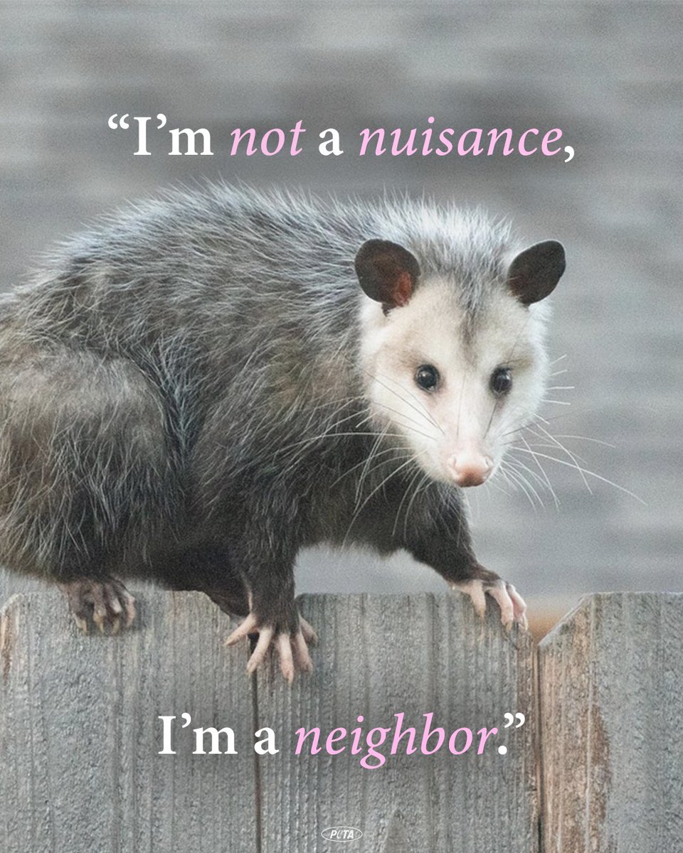 Opossums are quiet, clean, and avoid conflict. They are gentle individuals who simply want to get through the night undisturbed 💕 Be a good neighbor: leave opossums alone.