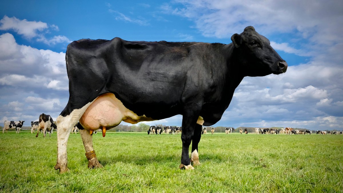 Animals_MDPI's tweet photo. Better dairy cattle selection?
This review shows how genomic + phenotypic udder evaluation can help.
π Dive into the review: https://t.co/NbV14b5gC2
#AnimalsDecoded https://t.co/M1VZXrlnfH