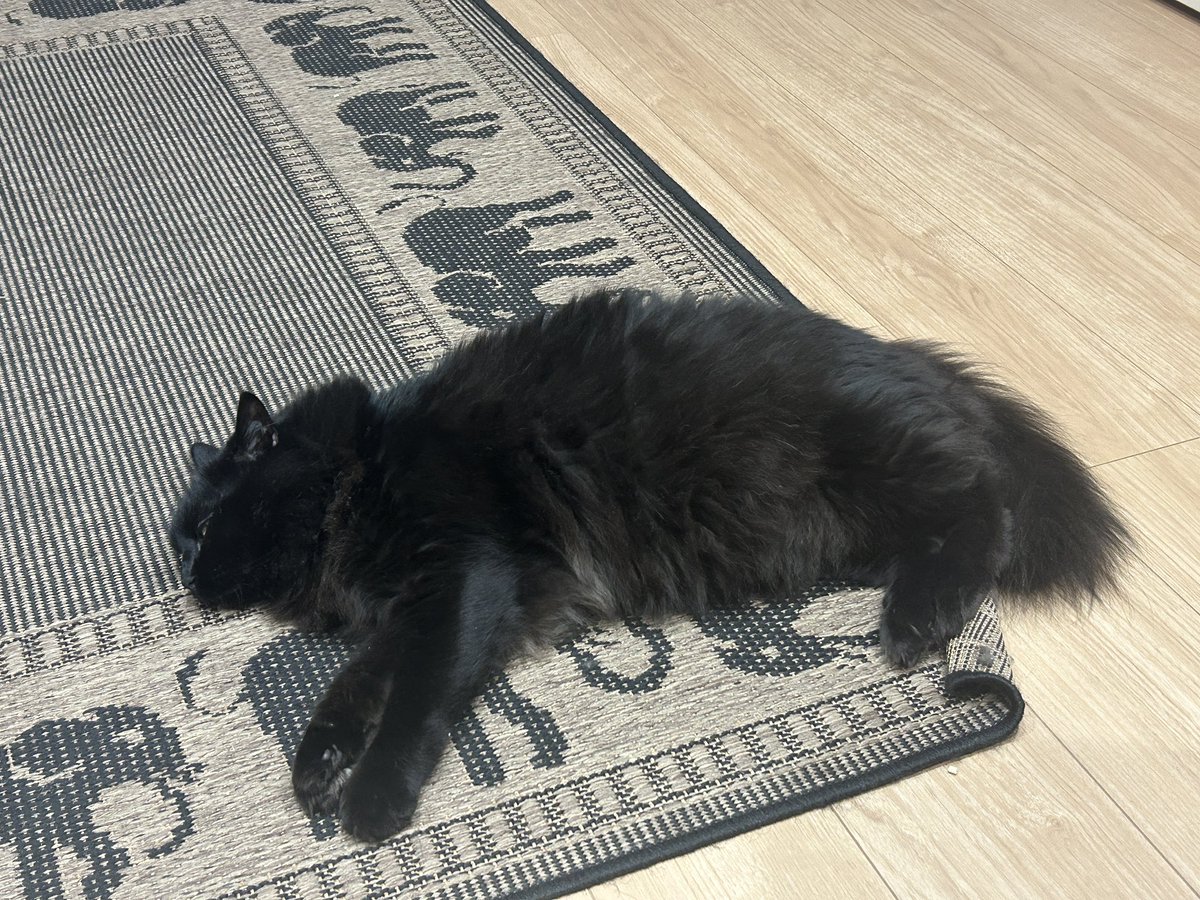 黒猫 kaz on X: 
