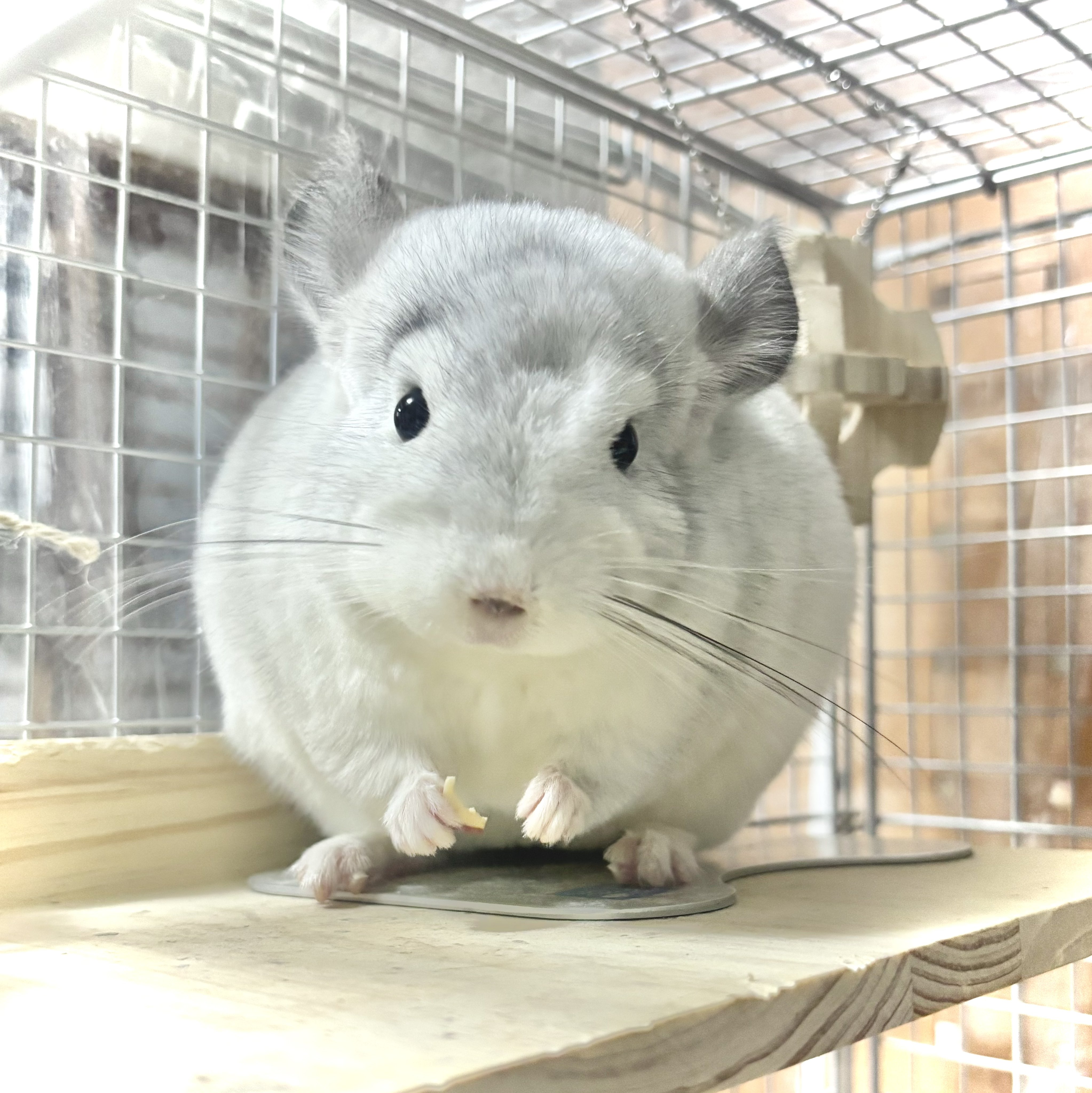 チンチラ プロフ必読‼️です❣️ ⌘ぴちまる⌘のチラぬし on X: 