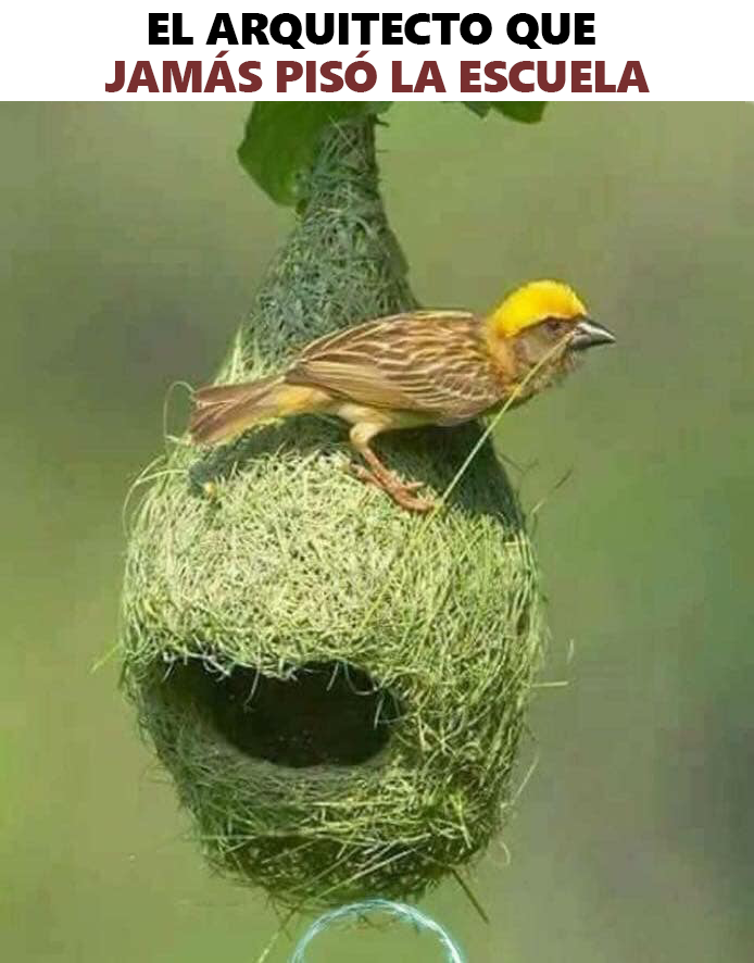 🐦 ¡Un genio con alas! 🧵

El arquitecto que jamás pisó la escuela 😮😍
