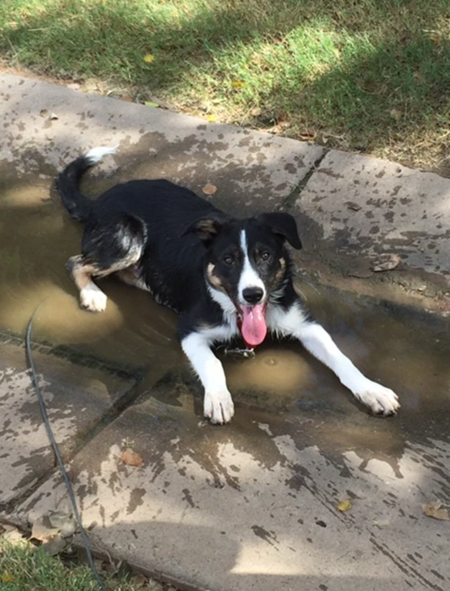 Happy #TongueOutTuesday from 9.5 years ago when I was 3 months old!  Had a long tongue then and still do when ball throwing is involved. #bordercollie #twitterdogcommunity #dogsoftwitter