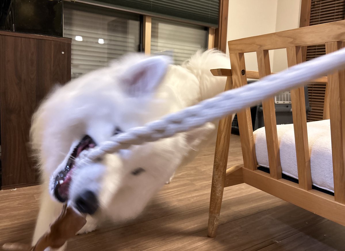 さるえもページ エル🐾サモエド (@Samoyed_ELLE) / X