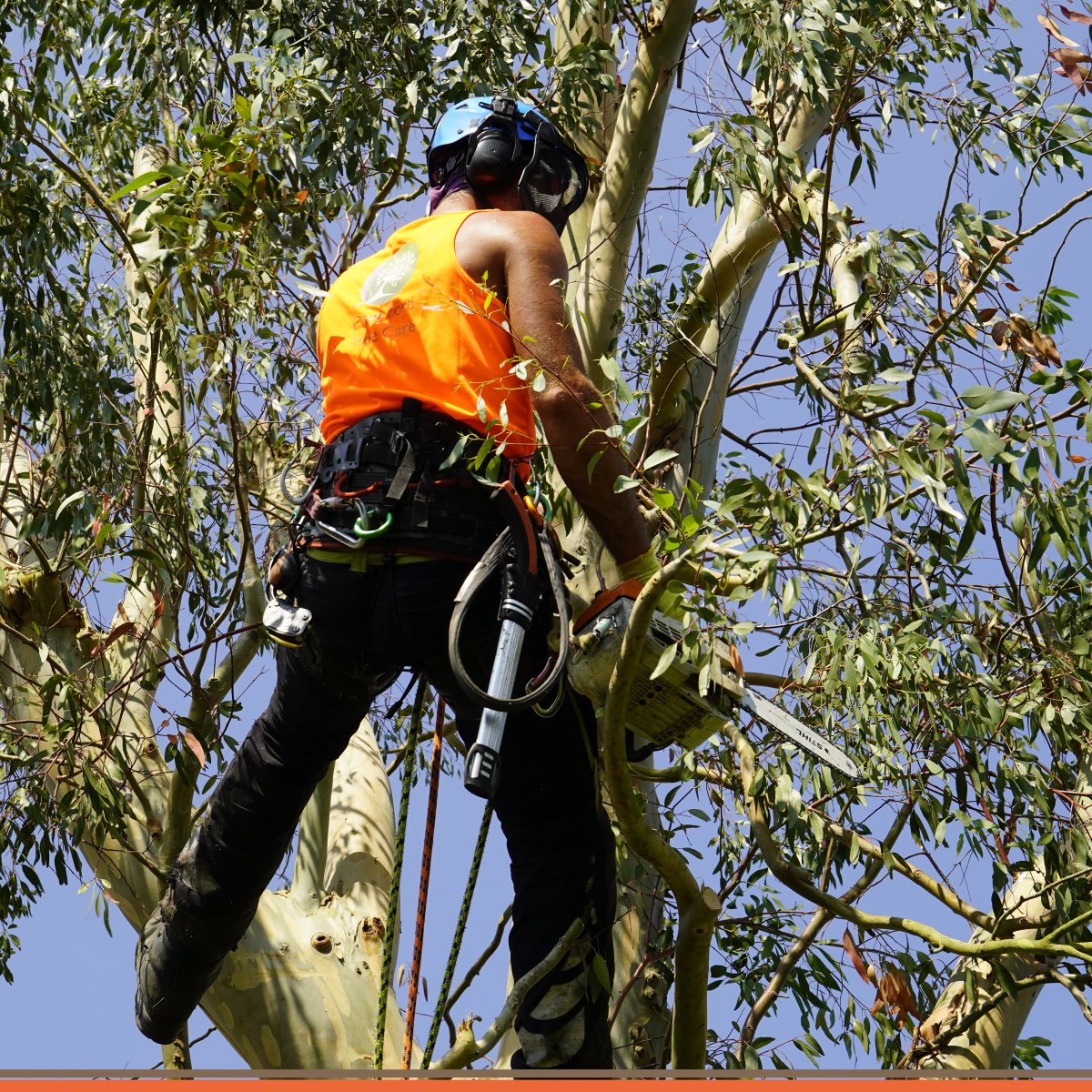 DFordTreeCare's tweet image. 🌳 Has your tree outgrown its space or become too bulky, creating a wind-sail effect? A #CrownReduction might be the solution. Book a free inspection with one of our experienced arborists today.

Learn more: davefordtreecare.co.uk/tree-services/…

#SurreyArborists #TreeSurgery #DFTC