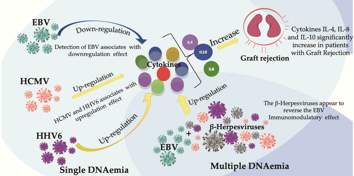 VirusesMDPI's tweet image. Cytokine Dynamics  and Herpesvirus Interactions in Pediatric Liver and Kidney Transplant  Recipients: The Distinct Behavior of HCMV, HHV6, HHV7 and EBV

✍️by Sánchez-Ponce et al. 

👉mdpi.com/1999-4915/16/7…
#HCMV #herpesvirus #EBV