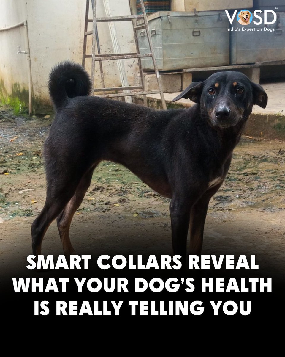 VOSD1's tweet photo. AI-powered smart collars like PetPace V3.0 track dogs’ heart rate, breathing, temperature & activity in real-time. With 24/7 vet support & early illness detection, they bring peace of mind to owners, vets & rescues for happier, healthier dogs. 🐶✨
#TheVOSDDaily #VOSD #DogStudy https://t.co/k5gY8I9EKE