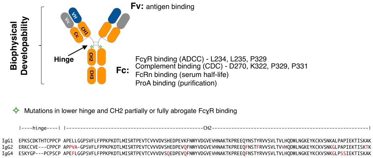 Antibodies MDPI (@antibodies_mdpi) on Twitter photo Glad to share this paper <a href="/MediPharma_MDPI/">MDPI Medicine & Pharmacology</a>
"Profiling the Biophysical Developability #properties of Common IgG1 Fc Effector Silencing #Variants"
mdpi.com/2073-4468/12/3… Glad to share this paper <a href="/MediPharma_MDPI/">MDPI Medicine & Pharmacology</a>
"Profiling the Biophysical Developability #properties of Common IgG1 Fc Effector Silencing #Variants"
mdpi.com/2073-4468/12/3…