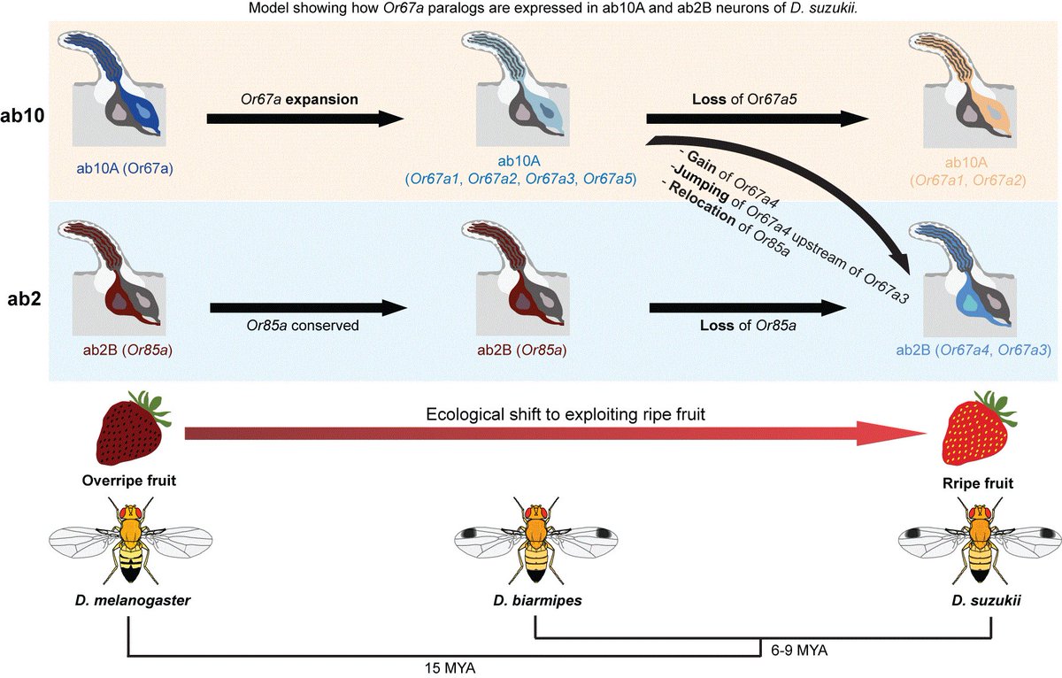 hdweck99's tweet photo. A revised version of our preprint now includes results from D. biarmipes Or67a paralogs, data from a second D. suzukii Or67a4 mutant, and a model describing how Or67a paralogs are expressed in two distinct neuronal types in D. suzukii. Stay tuned for more?!https://t.co/3IMJkJLvEp https://t.co/GH6zsT7sQa