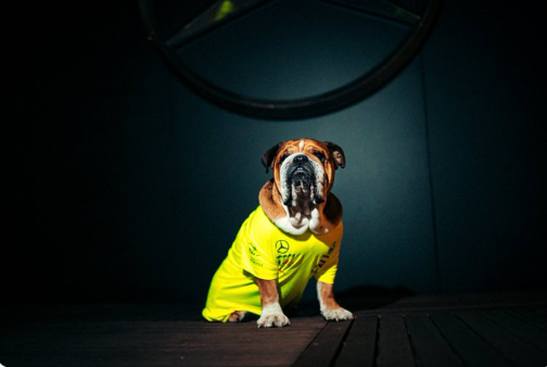 توليتك العنزي (@alnzyr4753) on Twitter photo 