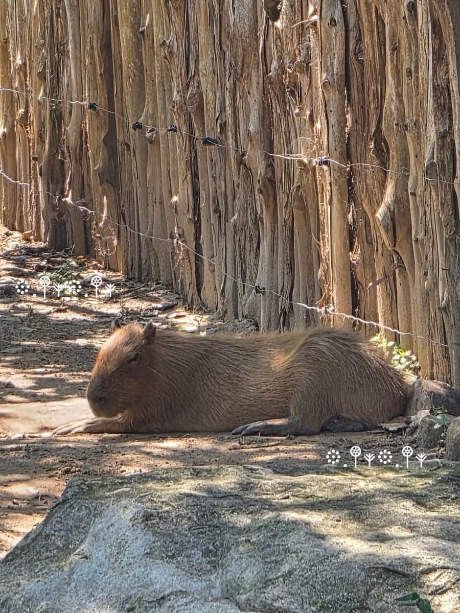 Sunshine tweet media