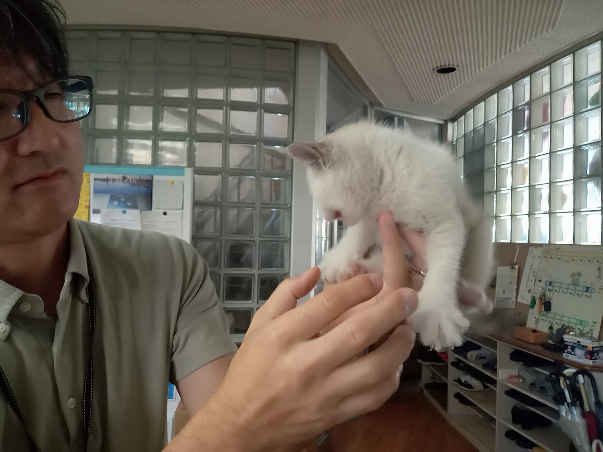 hometec_akita's tweet photo. ⚠️緊急⚠️
社員が猫ちゃんを拾ってきました！
大町でここ1週間くらい泣き続けていたようです😢
人慣れしていますが飼い猫ではなさそうなので、生涯大切にして下さる方にお引渡しできたら幸いです🙇‍♀️
できれば秋田市内か県内の方、ご連絡下さい🙏

#秋田市
#捨て猫
#保護猫
#拡散希望 https://t.co/VWvS7q4E8E