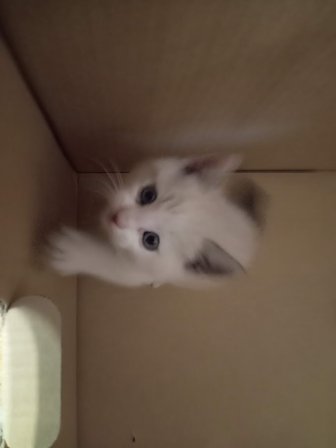 hometec_akita's tweet photo. ⚠️緊急⚠️
社員が猫ちゃんを拾ってきました！
大町でここ1週間くらい泣き続けていたようです😢
人慣れしていますが飼い猫ではなさそうなので、生涯大切にして下さる方にお引渡しできたら幸いです🙇‍♀️
できれば秋田市内か県内の方、ご連絡下さい🙏

#秋田市
#捨て猫
#保護猫
#拡散希望 https://t.co/VWvS7q4E8E