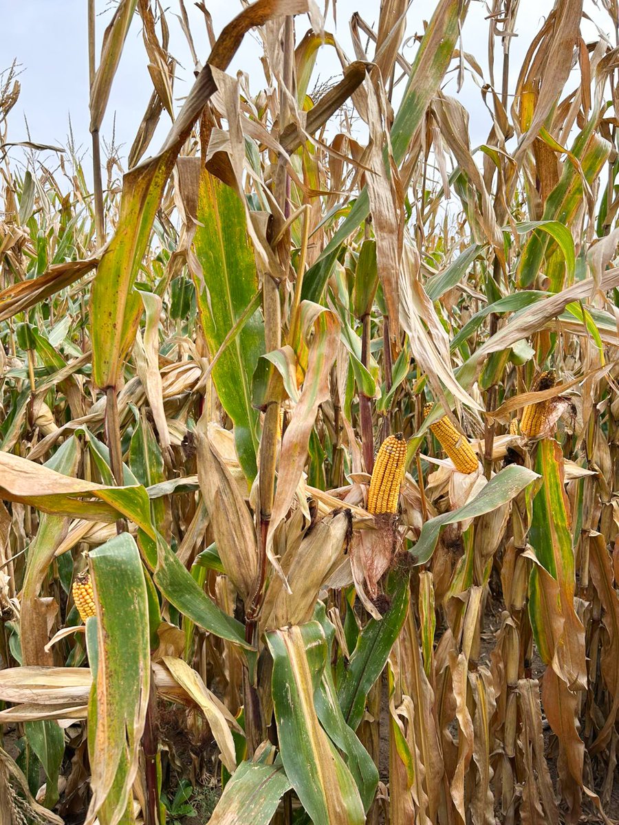 Groupe_ISSIPA's tweet image. 🌽Visite de nos essais maïs sur la ferme pilote d&apos;Estouy (45)