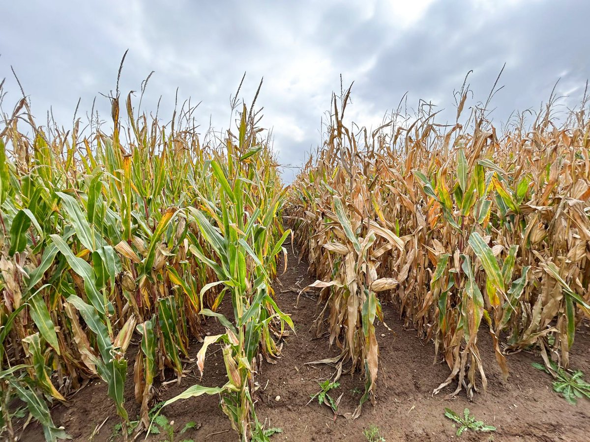 Groupe_ISSIPA's tweet image. 🌽Visite de nos essais maïs sur la ferme pilote d&apos;Estouy (45)