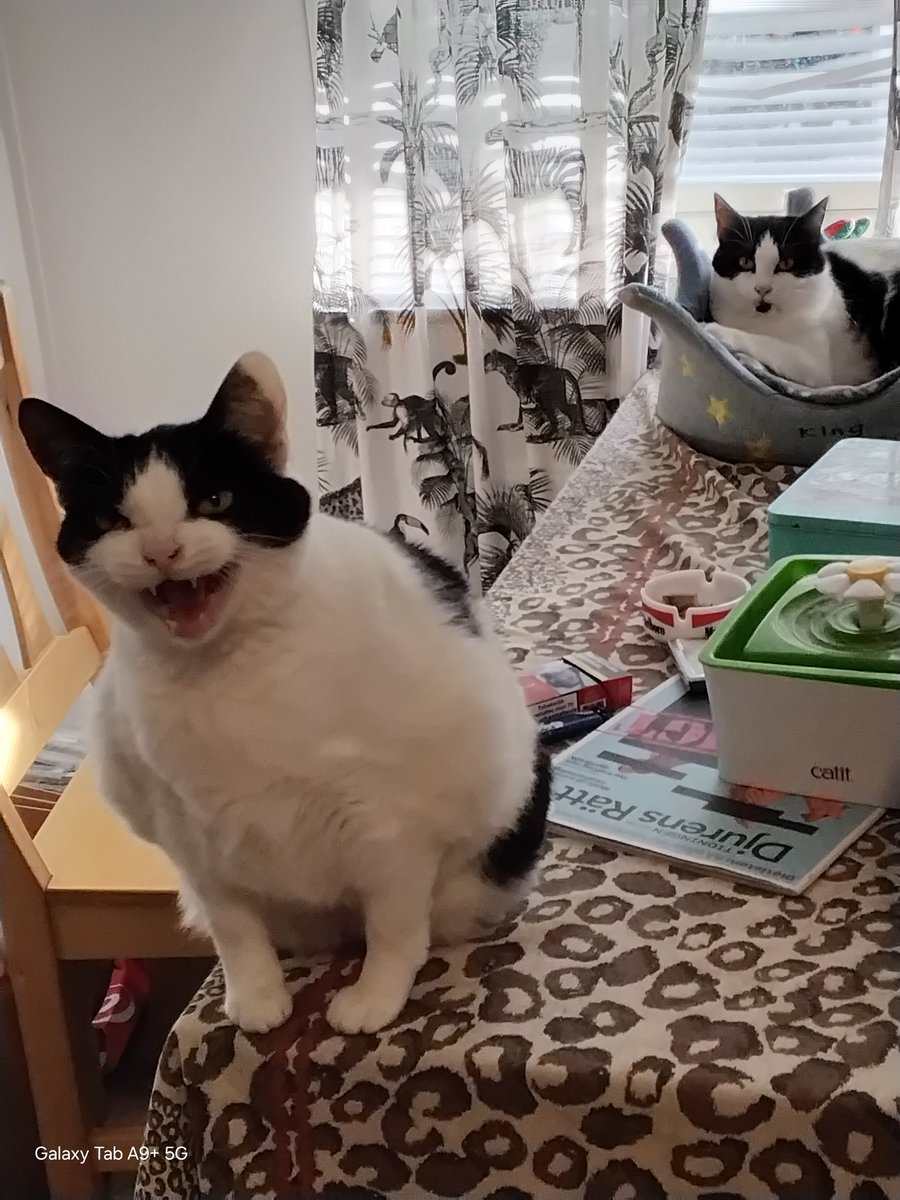 Hi and Hello friends from the CatGang 🧡🤍🖤🩶 Happy #tongueouttuesday lovelies. Mommy said  "big smile Riley" so this is the cutest smile I can give you! 😝 Cuddles and Purrs from Riley and Alaska the cat. 🍁🦋🇸🇪🫂🍂🐈‍⬛