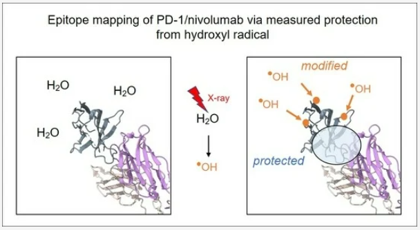 Antibodies MDPI (@antibodies_mdpi) on Twitter photo Glad to share this paper <a href="/MediPharma_MDPI/">MDPI Medicine & Pharmacology</a>
"Residue-Specific #Epitope Mapping of the PD-1/Nivolumab Interaction Using X-ray Footprinting Mass Spectrometry"
mdpi.com/2073-4468/13/3… Glad to share this paper <a href="/MediPharma_MDPI/">MDPI Medicine & Pharmacology</a>
"Residue-Specific #Epitope Mapping of the PD-1/Nivolumab Interaction Using X-ray Footprinting Mass Spectrometry"
mdpi.com/2073-4468/13/3…