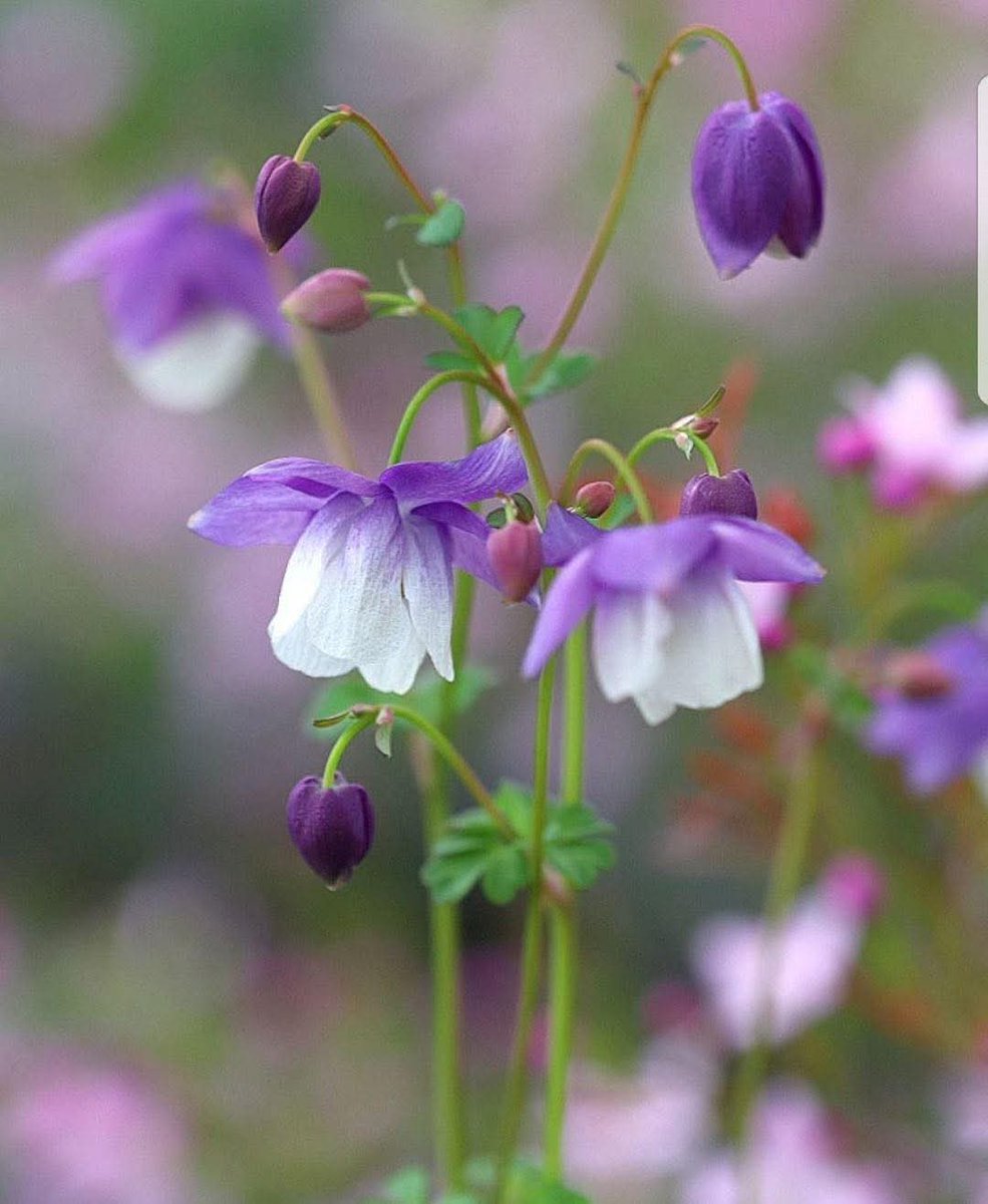 GavrilasLia's tweet photo. ๐น๐ " Man has three urgent needs:
Bread, book and God.
Bread is needed from birth,
The book is needed immediately afterwards,
But God is always necessary for him" ๐
- Traian Dorz -
#TuesdayBlessings
#FlowersOnX
#DayHappy
โฃ๏ธ https://t.co/IoyrUDSGzq