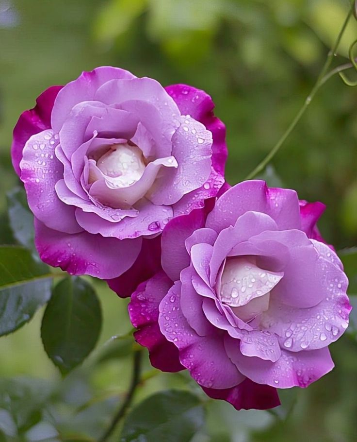 GavrilasLia's tweet photo. ๐น๐ " Man has three urgent needs:
Bread, book and God.
Bread is needed from birth,
The book is needed immediately afterwards,
But God is always necessary for him" ๐
- Traian Dorz -
#TuesdayBlessings
#FlowersOnX
#DayHappy
โฃ๏ธ https://t.co/IoyrUDSGzq