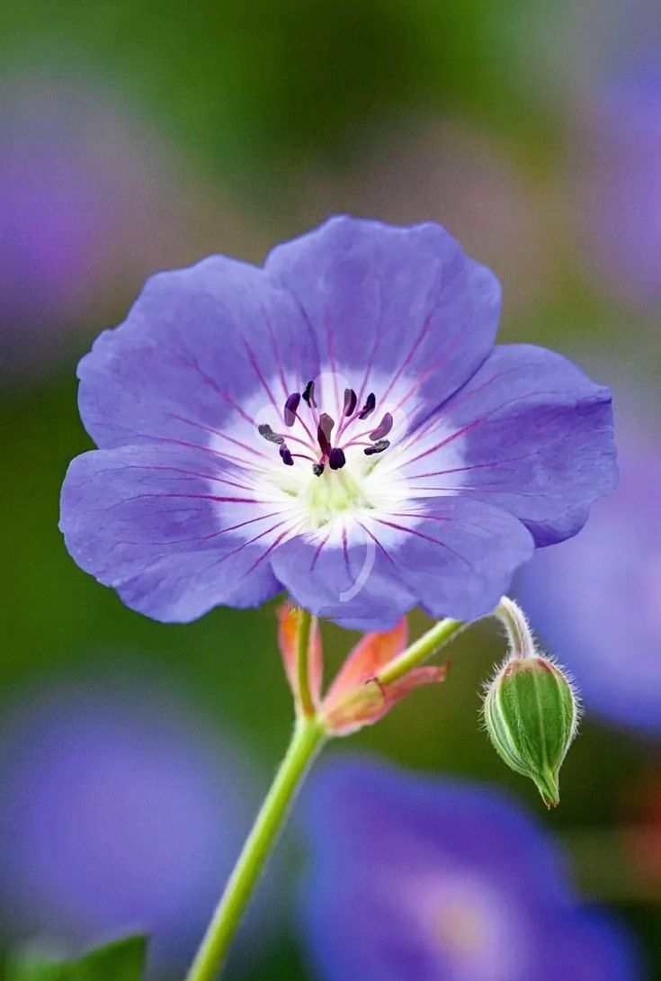GavrilasLia's tweet photo. ๐น๐ " Man has three urgent needs:
Bread, book and God.
Bread is needed from birth,
The book is needed immediately afterwards,
But God is always necessary for him" ๐
- Traian Dorz -
#TuesdayBlessings
#FlowersOnX
#DayHappy
โฃ๏ธ https://t.co/IoyrUDSGzq