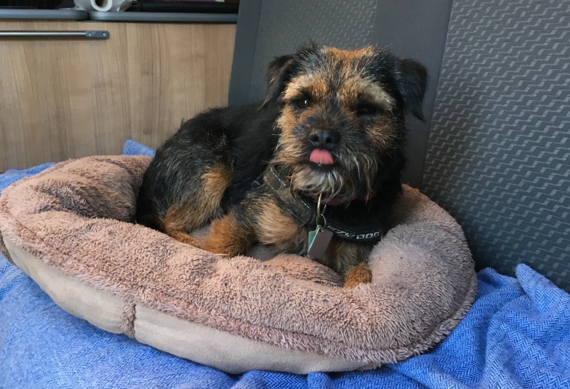Another tongue out Tuesday from the best boy 🌈. Stanners, Stan the Man, Stanley Wanley, Stanley Doodle Dandy, Shnoodles… just a few of his nick names she misses saying out loud. #tongueouttuesday #btposse