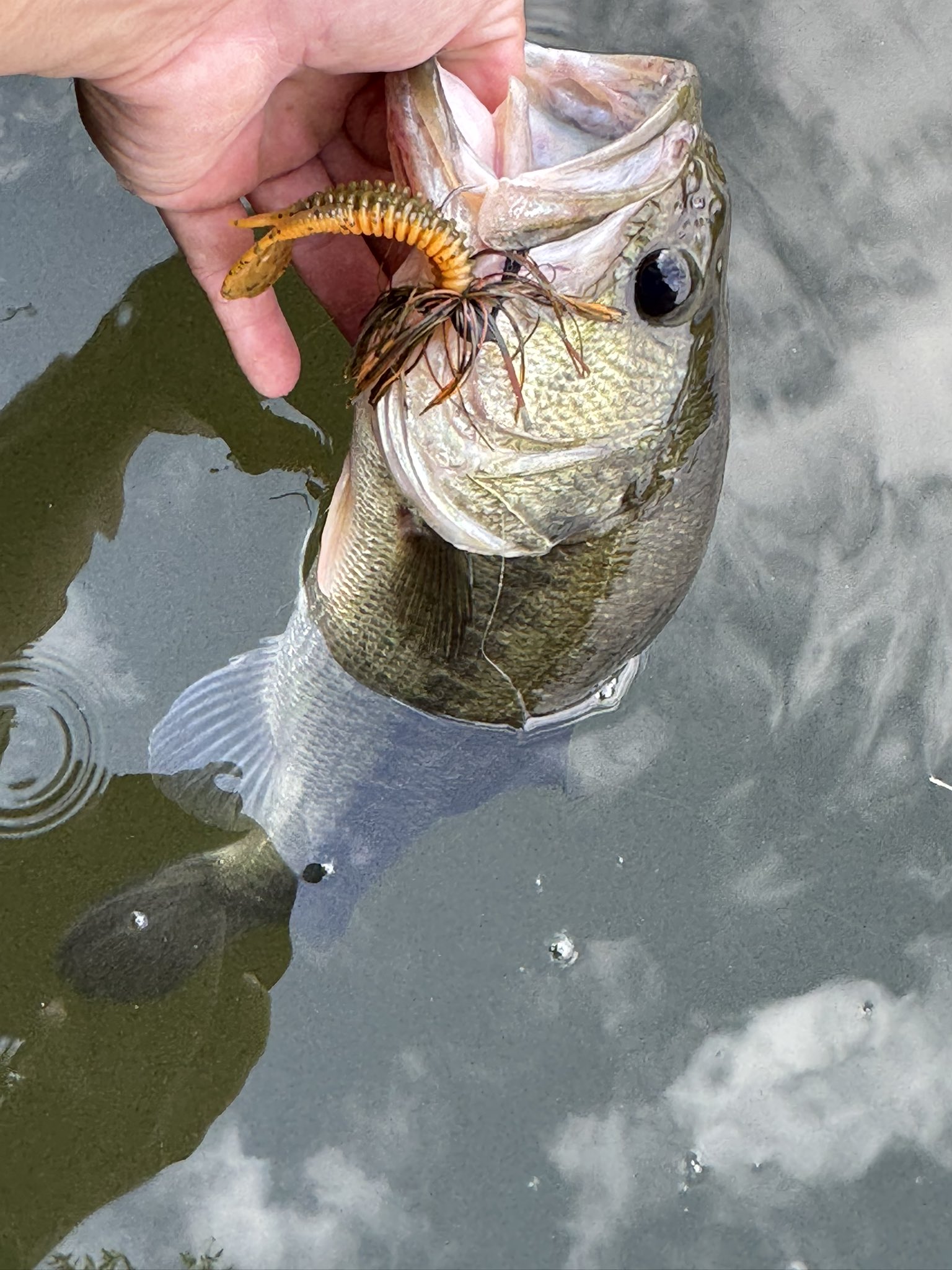 ルアー・フライ MPB LURES MPB LURES BIG BOAR & WILD BOAR | ソラブログ