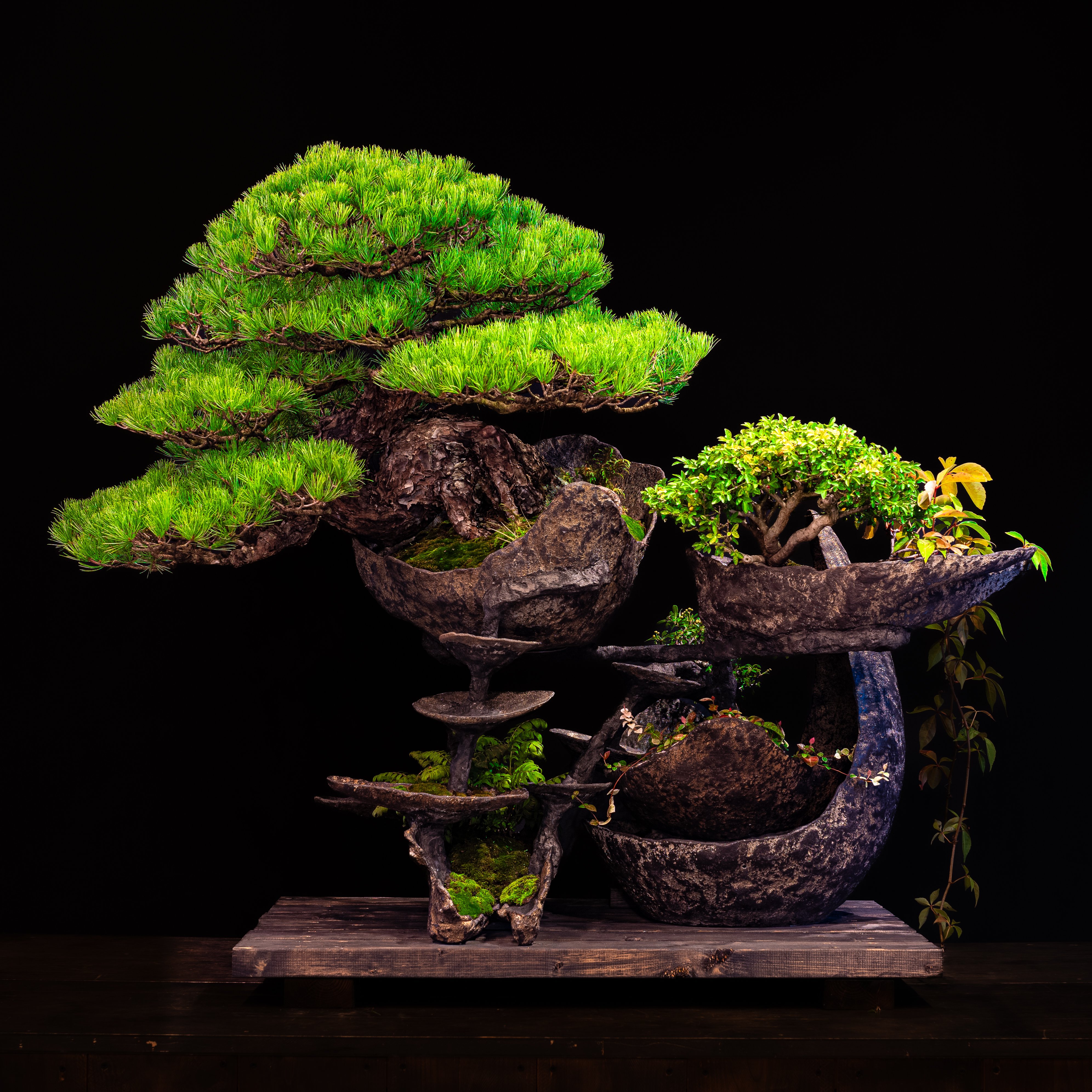 絵画 bonsai Bonsai 5 - Joel Anderson Art