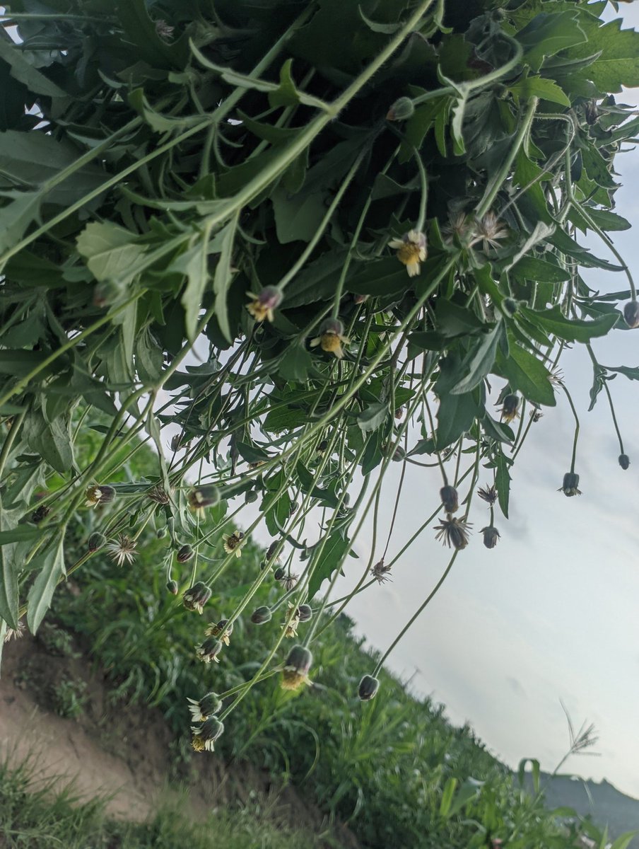 LandLordNXT77's tweet image. 🐇 RABBIT FEEDING TIPS 🐇

Rabbits can survive on grass and hay, but to grow well and reproduce better, they need small amounts of concentrates (pellets).

⚠️ Too much pellets isn’t healthy. Rabbits can’t live on pellets alone.

#RabbitFarming #LivestockTips #Agribusiness