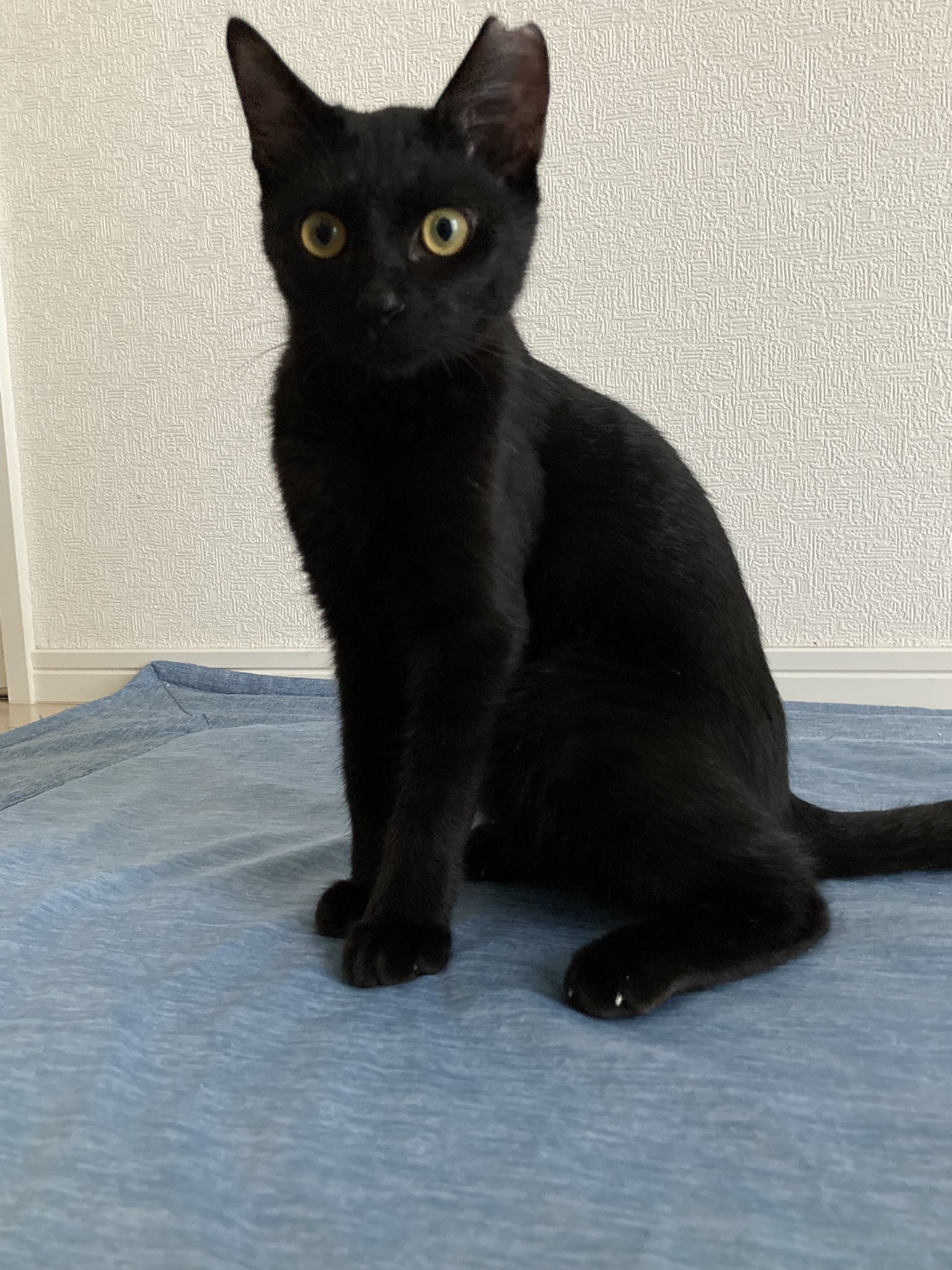 -愛と幸福を置く猫- Cat Begs for Cuddles Due to Overwhelming Joy at Mother's