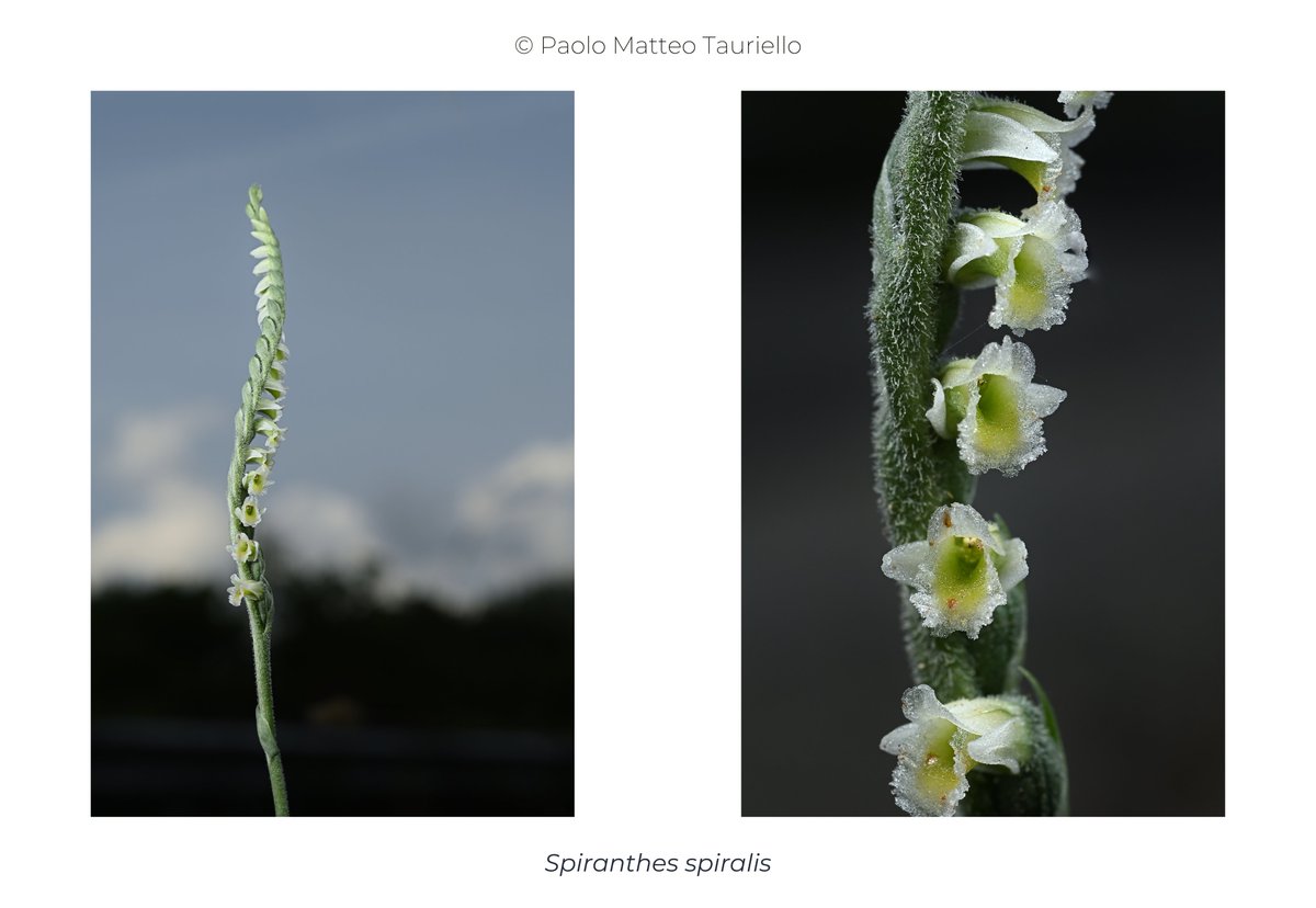 SplTauriello's tweet image. Autumn lady's-tresses (Spiranthes spiralis). September 2025, South #Sardinia.  
#NikonZ30 + #Nikkor Z MC 50mm f/2.8, two #Godox MF12 #macro flashes.
#iNaturalist #Spiranthes #orchidaceae #orchids #orchidee