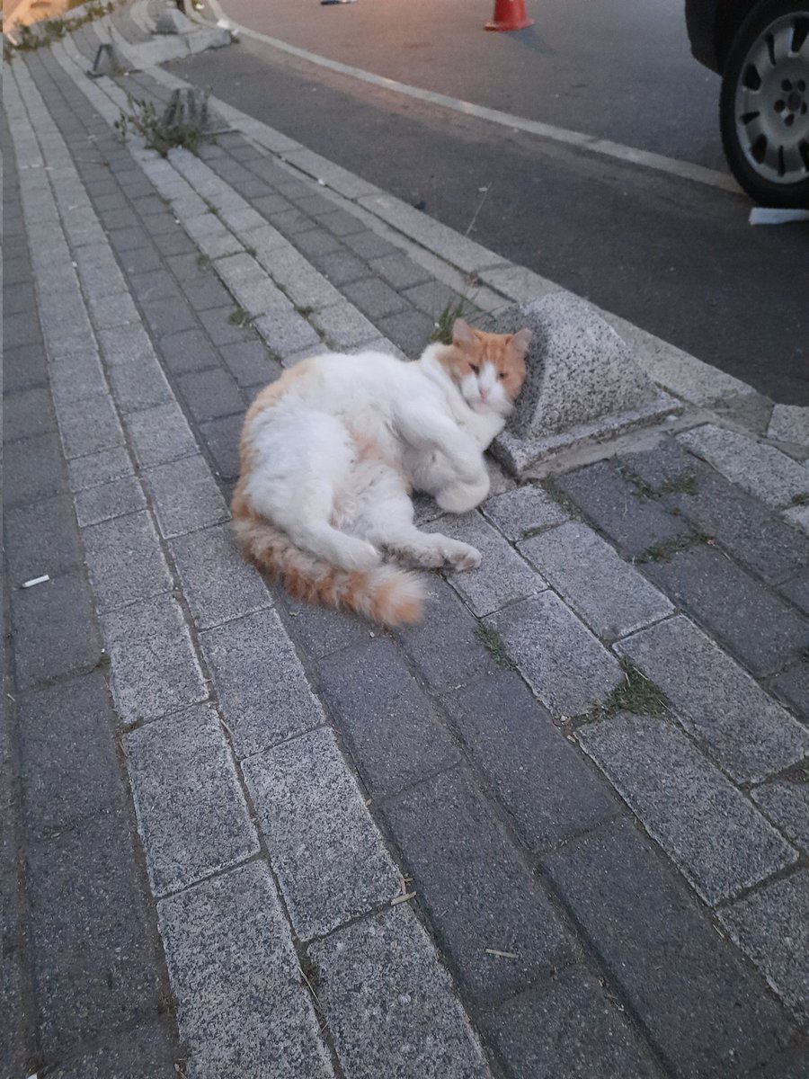 codingandcatss's tweet image. Puffy stray cat.