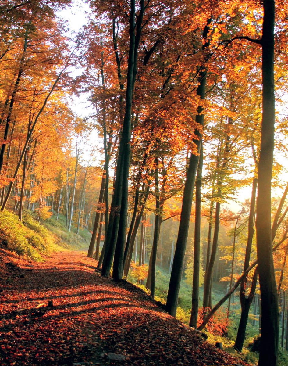 MESSAI_Bill's tweet image. Good Tuesday 🍂  #TuesdayVibes