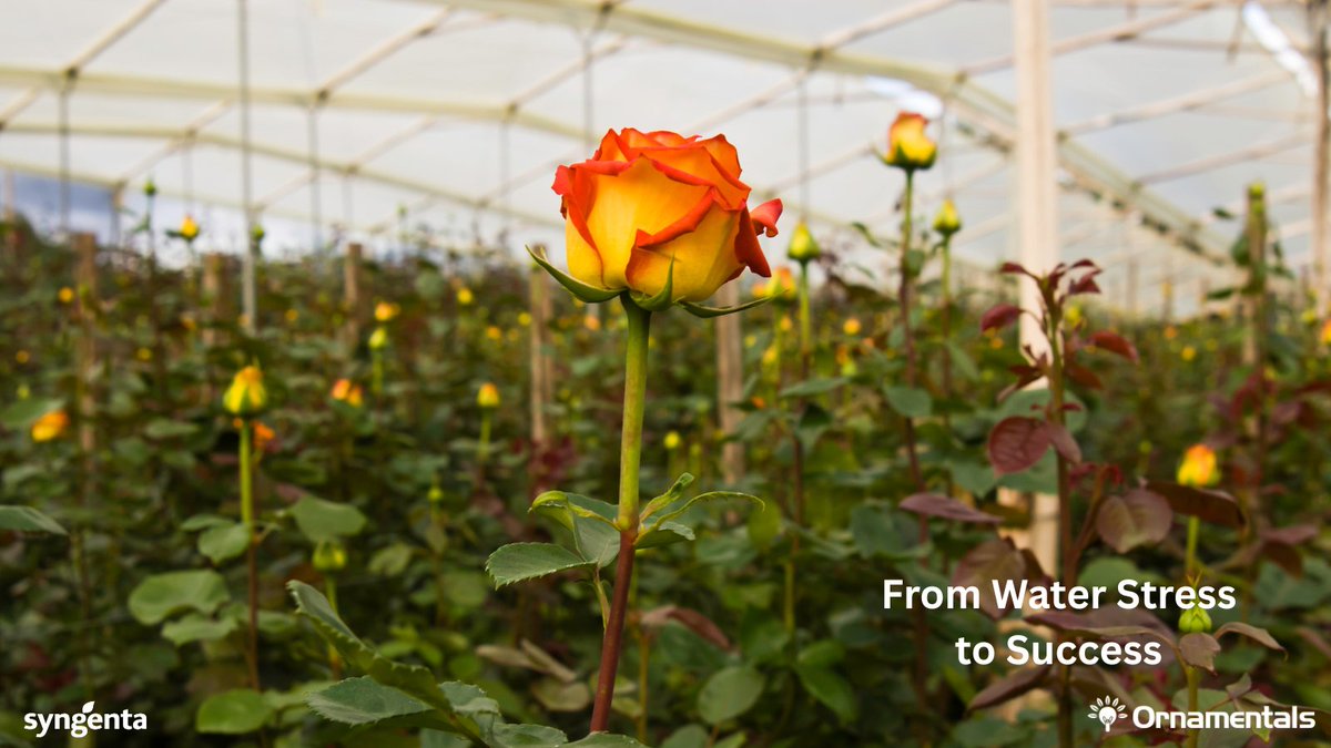 What if water stress became water strength?  
TALETE™ turns scarcity into resilience, helping crops thrive in tough seasons. #WaterStress #EveryFlowerCounts