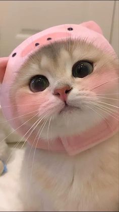 cutecatsworld2's tweet photo. Sweet baby 😻 https://t.co/8Wl2PzR9Uc