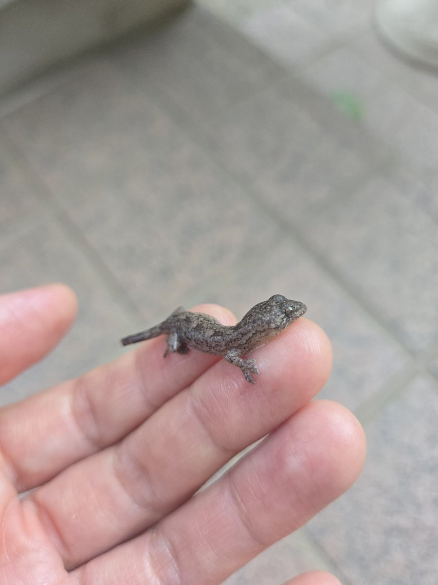 ちょっとちょっと
なぜかお風呂場にヤモリのベイビーいたよ🥹

かわいそうだから外に出してあげた🥹

あー、かわいい🥹❤
