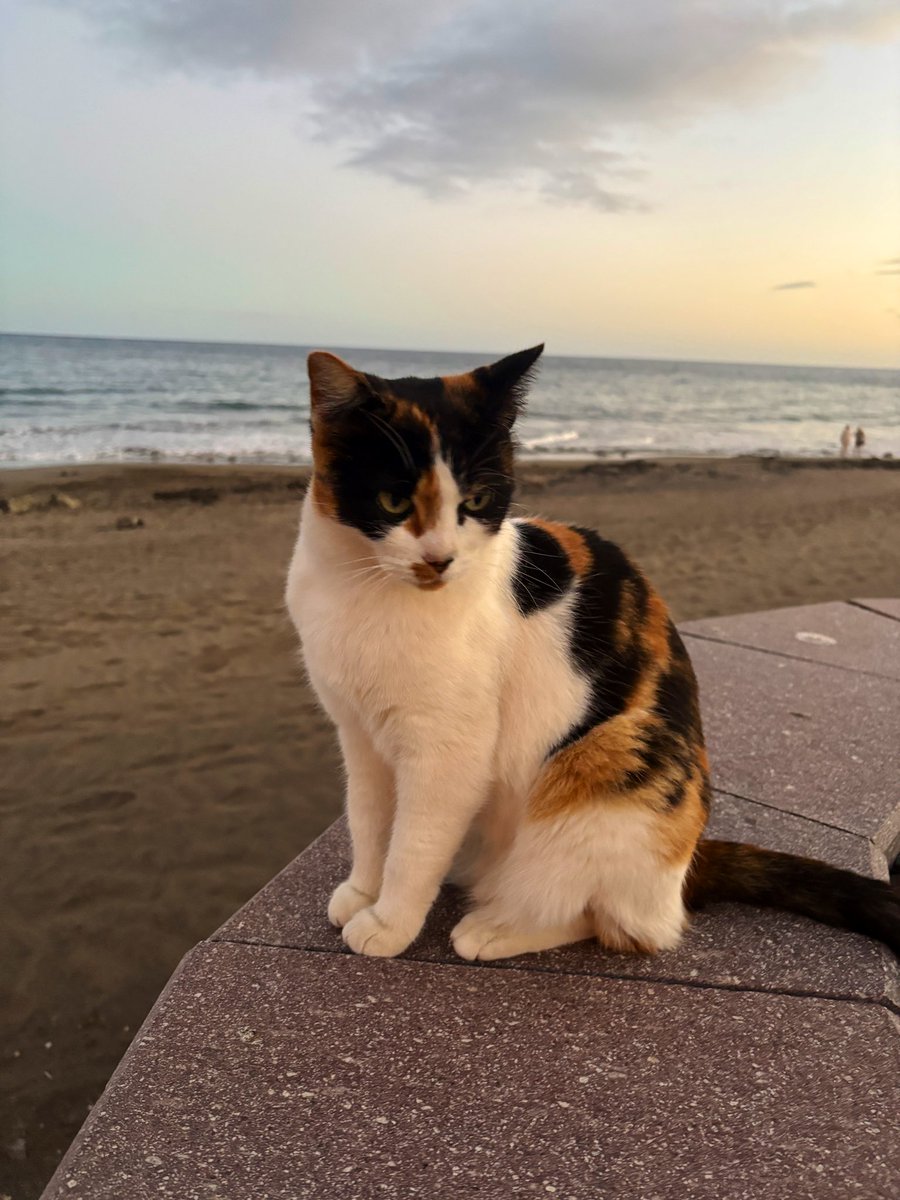 caesar_saladcat's tweet photo. Sorry I’ve been quiet everyone, my humans are on holiday in Spain’s or something. They’ve been sending me some Spanish gato’s which I don’t like cos I’m their only bestest boy! Here’re they are. I’m so much more prettier - also they don’t even wear a tux! 🙀#CaesarKing #Cats https://t.co/9O45hnYYET