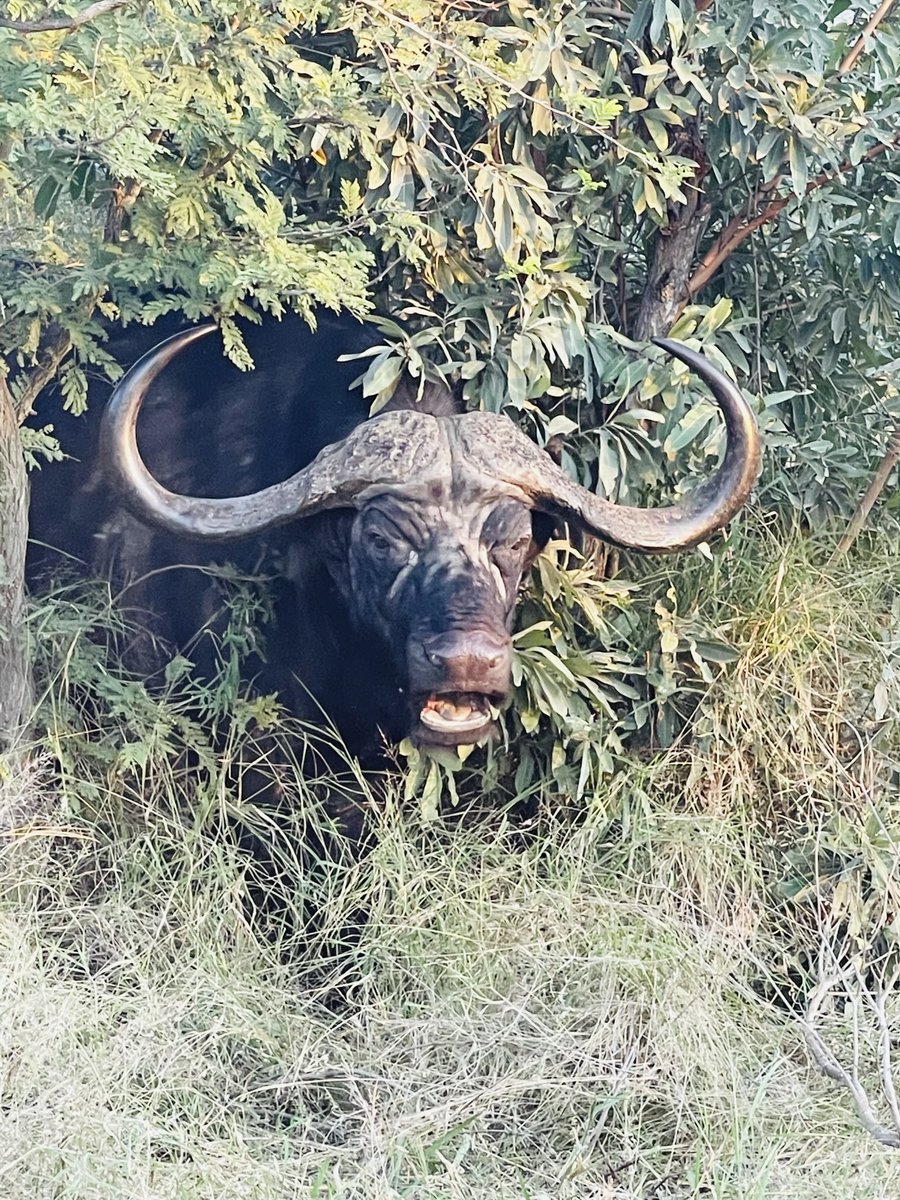 EdwardthembaSa's tweet photo. Did You know that despite pretending to be calm and always Acting shocked,the Buffalo is the most dangerous of the BIG5?
Just saying π€£π€£
#TembisaHospital
#R2billion https://t.co/82G9Flb1sX