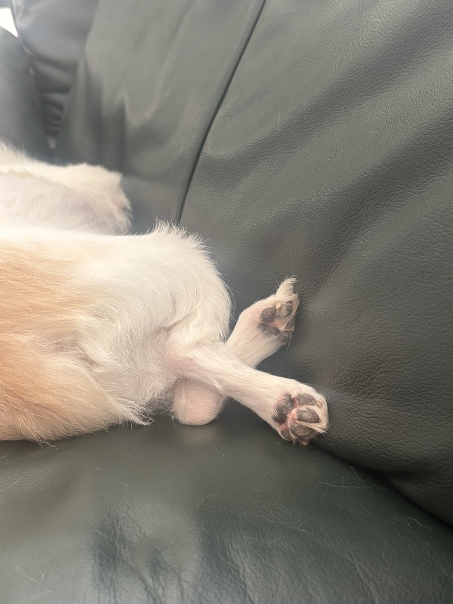 #川崎競輪  競輪公式投票CTC杯 最終日、宜しくお願い致します！
現場の皆さん頑張ってください！
とりくぽんが家からエールを送っています
今日もかわいい、ずっと天使🪽足さばきふしぎ